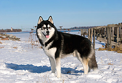 西伯利亚,哈士奇犬,狗,雪中