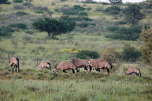 长角羚羊,羚羊,卡拉哈迪大羚羊国家公园,博茨瓦纳,南非,非洲