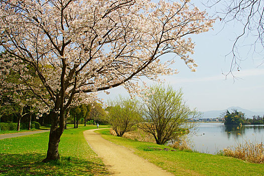 樱花,公园,熊本,日本