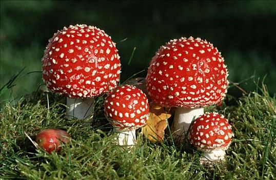 年轻,蘑菇,石荷州,德国,白毒蝇鹅膏菌