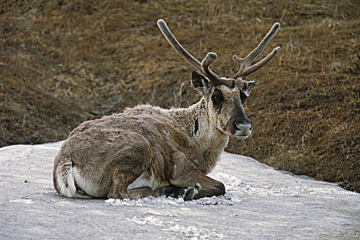 北美驯鹿,驯鹿属,雄性动物,休息,雪中,昆虫,德纳里峰国家公园,阿拉斯加
