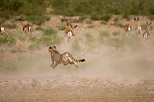 南非,卡拉哈迪大羚羊国家公园,印度豹,猎豹,跑,逃离,牧群,跳羚,干燥,河床,卡拉哈里沙漠