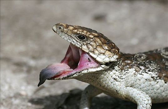 蜥蜴,威胁,展示,西澳大利亚