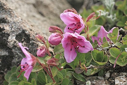 杜鹃花,山