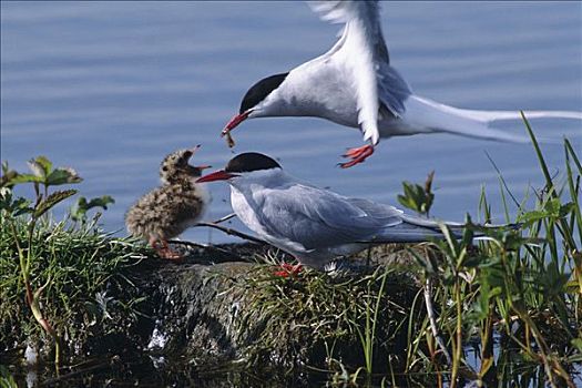 北极燕鸥,湿地,春天,阿拉斯加