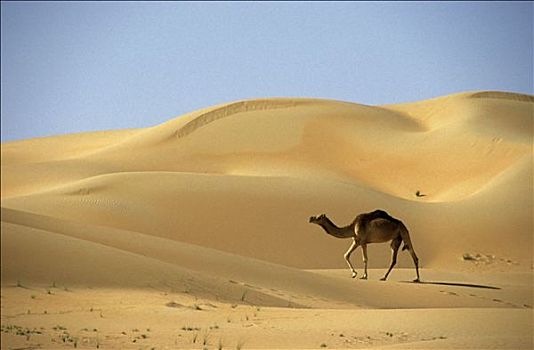 绿洲,沙漠,阿联酋
