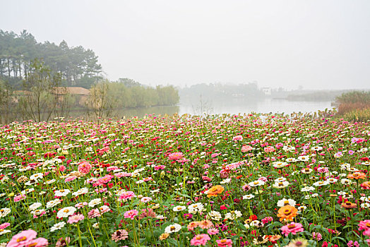 杏花村文化旅游区,花海