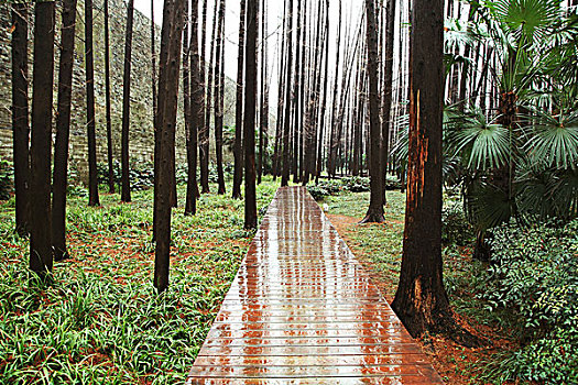 雨后林间的木板路反射着树影