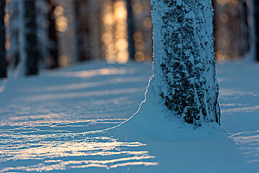 拉普兰,木头,冬天,日落,库萨莫,芬兰,欧洲