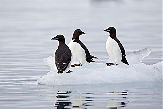 海雀,厚嘴海鸦,三个,成年,站立,浮冰,斯匹茨卑尔根岛,斯瓦尔巴特群岛,挪威,欧洲