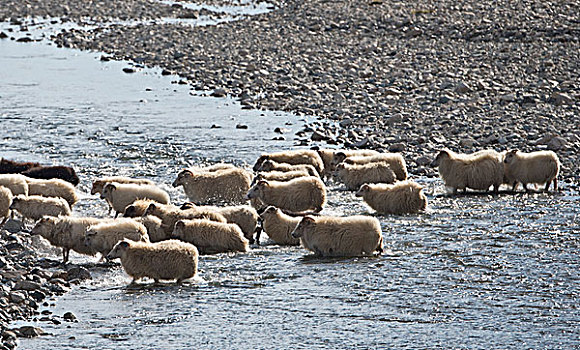 羊群,河,绵羊,迁徙,靠近,冰岛,欧洲