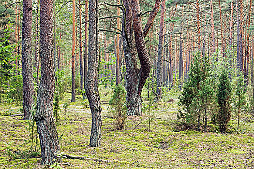 树林,靠近,国家公园,立陶宛,欧洲
