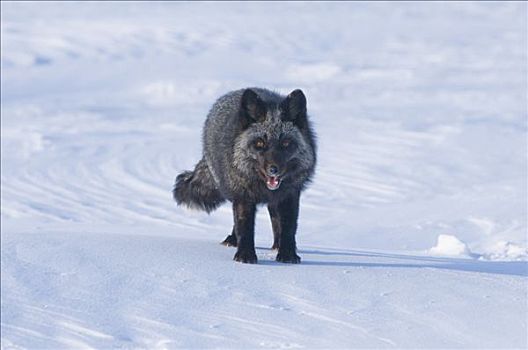 红狐,银色,阶段,旅行,北极圈,海岸,冬天,觅食,阿拉斯加
