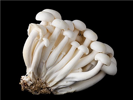 白色,山毛榉,蘑菇,黑色背景,背景
