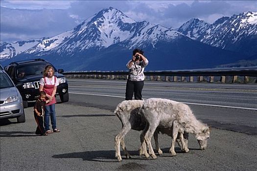 游客,摄影,两个,野大白羊,苏厄德公路,特纳甘湾,初夏,阿拉斯加