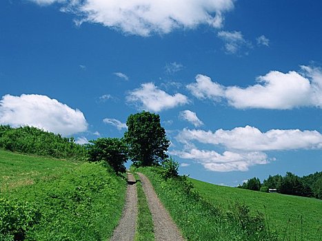 图像,道路