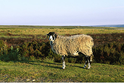 绵羊,约克郡,英格兰