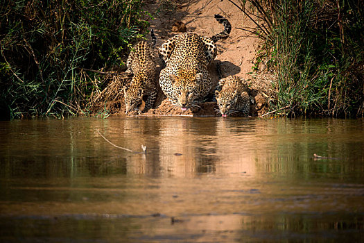 豹,幼兽,喝,河,舌头,向上,水