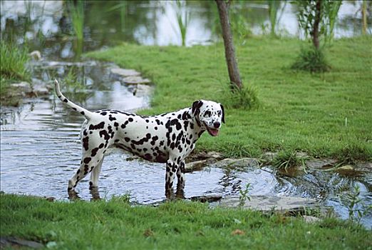 斑点狗,狗,玩,河流