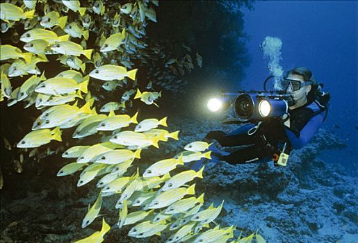 海鲈,四带笛鲷,潜水者,鱼群,水下拍摄,印度洋