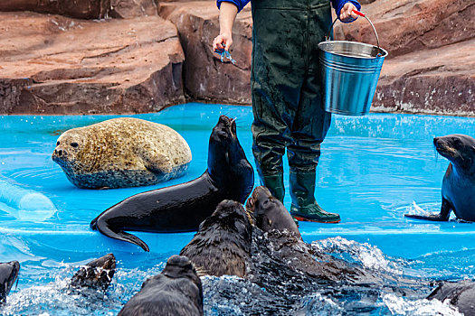 海洋生物海豹