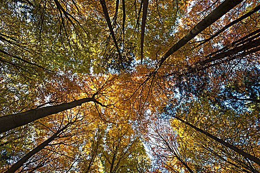落叶林,欧洲山毛榉,树,秋天,弗兰哥尼阶,瑞士,上弗兰科尼亚,巴伐利亚,德国,欧洲