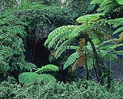 巨大,蕨类,卡贝特,热带雨林,苏佛里耶,火山,瓜德罗普,法国,西印度群岛