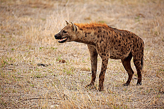 斑鬣狗,成年,闻,警惕,克鲁格国家公园,南非,非洲