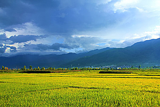 洱海的金黄的稻田
