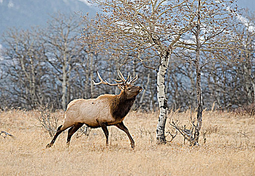 麋鹿,鹿属,鹿,雄性,饲养,季节,后面,分开,雌性,旅行,一个,几个,移动,草场,鹿角,新年,西南方,艾伯塔省,加拿大