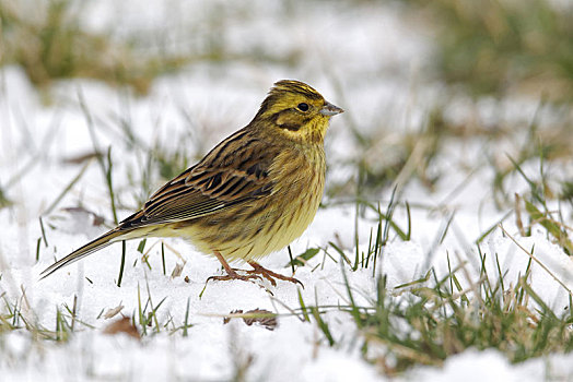 金翼啄木鸟,成年,站立,雪,沃里克郡,英格兰,英国,欧洲