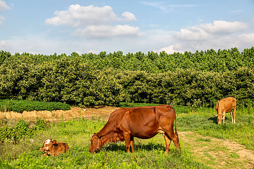 山东临沂田野里悠闲的老黄牛和小牛,乳牛
