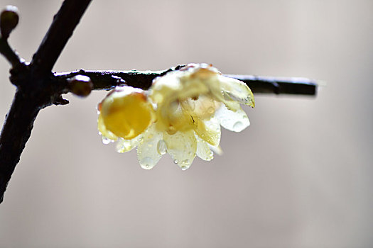 贵州遵义,雨润腊梅迎大寒,露似珍珠花如雪