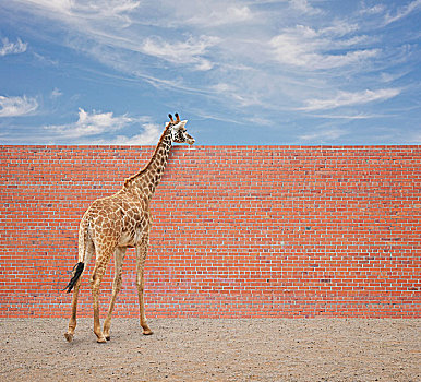 长颈鹿,向外看,上方,砖墙