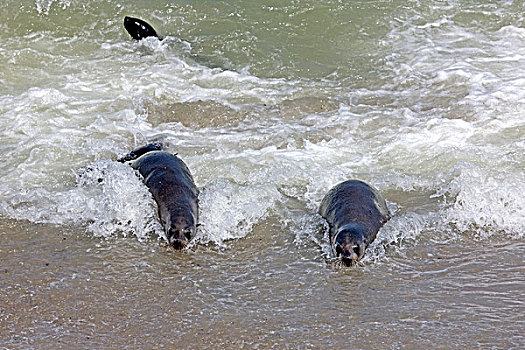 毛海狮,女性,出现,海洋,克罗斯角,纳米比亚