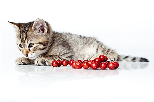 困,小猫,红色,珠子