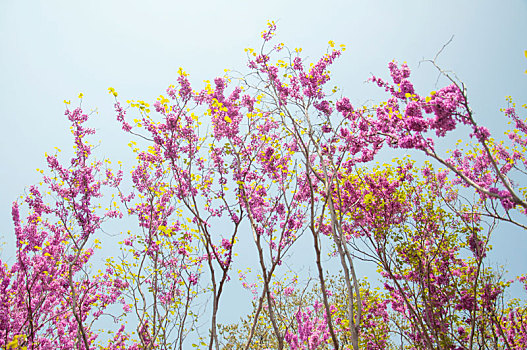 盛开,紫荆花