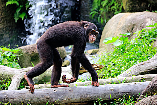 黑猩猩,鹪鹩,亚成体,上方,树干,俘获,中间,非洲