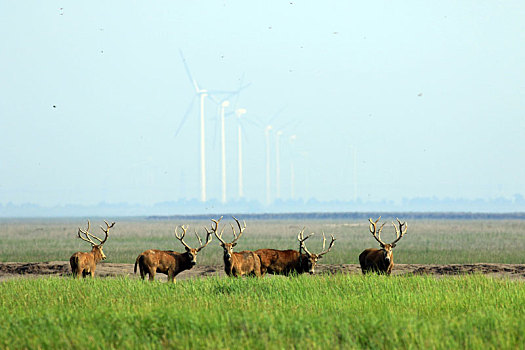 江苏省盐城大丰麋鹿自然保护区