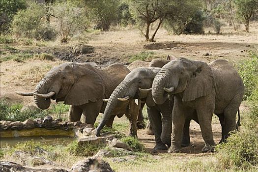 非洲象,喝,露营,肯尼亚