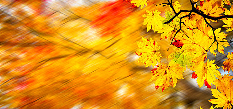 漂亮,枫树,秋日风光,背景