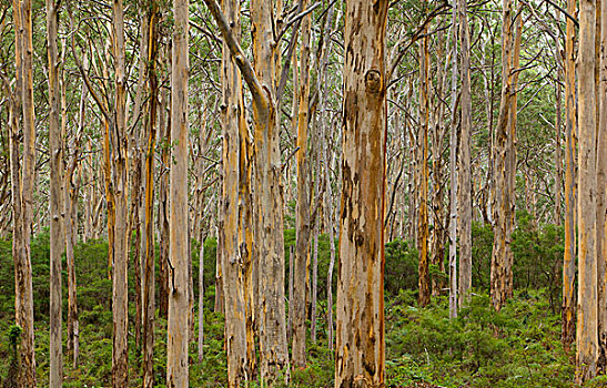 树林,西澳大利亚州,澳大利亚