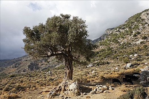 橄榄树,南方,克里特岛,希腊