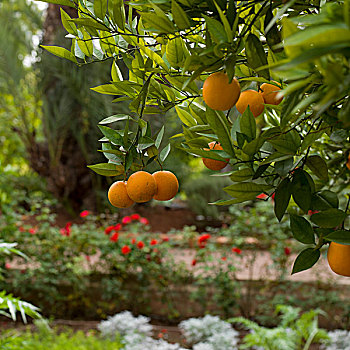 橘子,悬挂,橘树,马拉喀什,摩洛哥