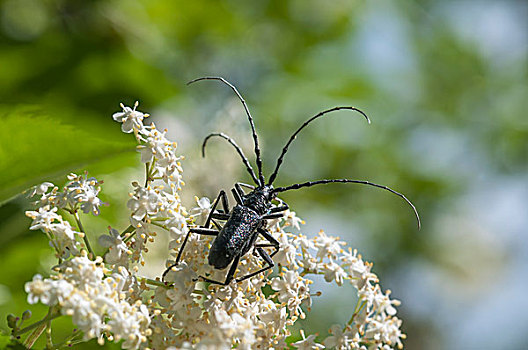 甲虫,黑色背景,黑森州,德国,欧洲