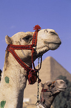 埃及,开罗,吉萨金字塔,特写,骆驼