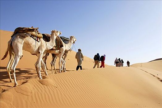 骆驼,跋涉,沙漠,利比亚