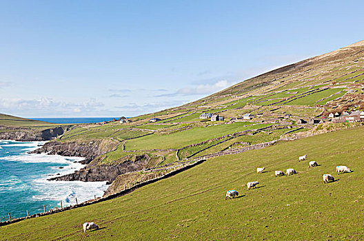 羊群,放牧,海岸,听,斯莱角,丁格尔半岛,凯瑞郡,爱尔兰