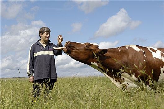 农民,母牛,瑞典