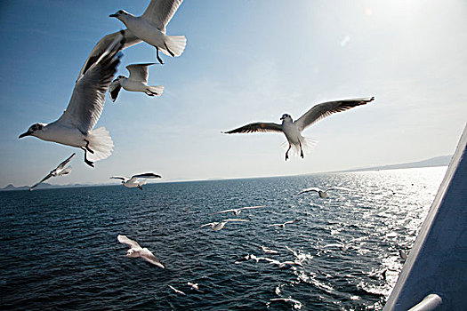 海鸥,飞跃,海洋